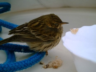  adorável Birdy Little 